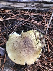 Tricholoma sejunctum