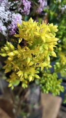 Sedum dendroideum
