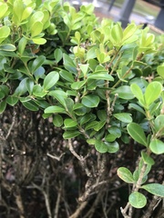 Buxus