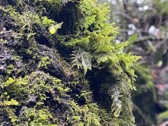 Dendroalsia abietina