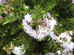 Veronica diosmifolia