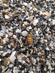Vespa bicolor