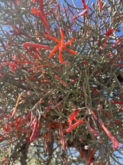 Psittacanthus sonorae