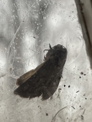 Galgula partita