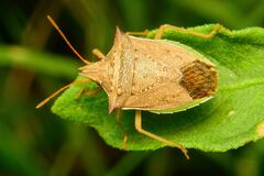 Diceraeus