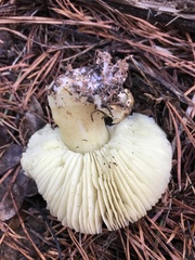 Tricholoma sejunctum