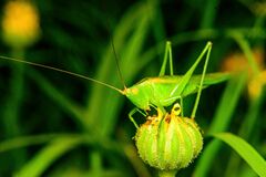 Conocephalus longipes