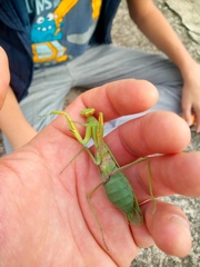 Hierodula transcaucasica