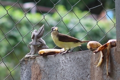 Pitangus sulphuratus