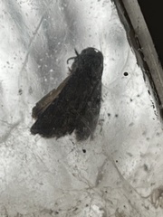 Galgula partita
