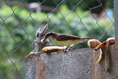 Pitangus sulphuratus