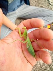 Hierodula transcaucasica