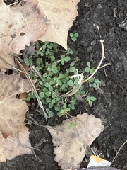 Medicago lupulina
