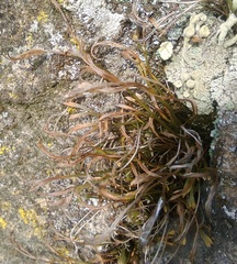 Asplenium septentrionale