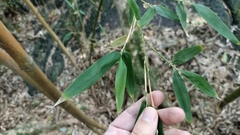 Phyllostachys bambusoides
