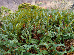 Polypodium vulgare
