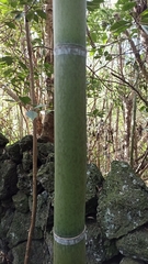 Phyllostachys bambusoides