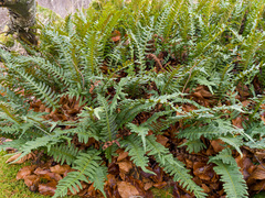 Polypodium vulgare