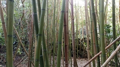 Phyllostachys bambusoides