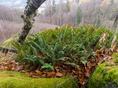 Polypodium vulgare