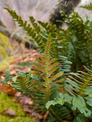 Polypodium vulgare