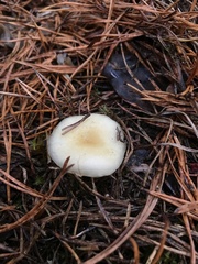 Hygrophorus flavodiscus