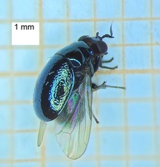 Celyphidae