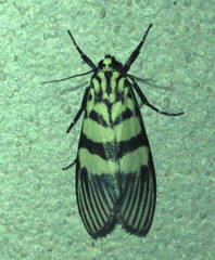 Heortia