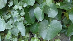 Hedera azorica