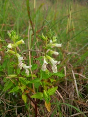 Stachys annua