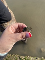 Mytilidae