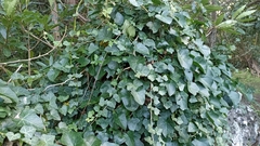 Hedera azorica