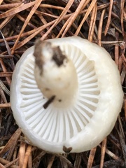 Hygrophorus flavodiscus