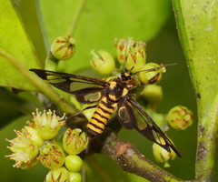 Ceryx sphenodes