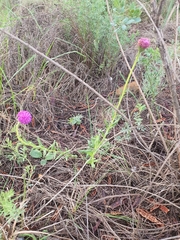 Pseudopegolettia tenella