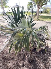 Coccothrinax proctorii