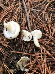 Hygrophorus flavodiscus