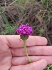 Pseudopegolettia tenella