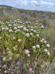 Leucadendron linifolium