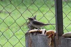 Mimus gilvus