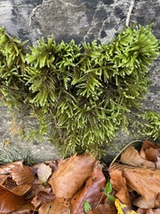 Eurhynchium striatum