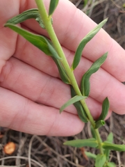 Pseudopegolettia tenella