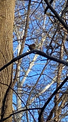 Thryothorus ludovicianus