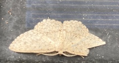 Cyclophora turneri