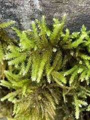 Eurhynchium striatum