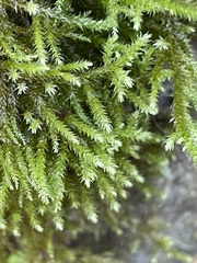 Eurhynchium striatum