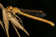 Oxyagrion rubidum