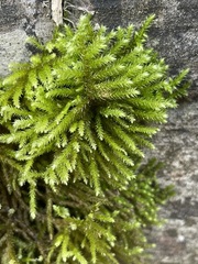 Eurhynchium striatum