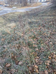 Schizachyrium scoparium