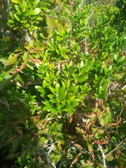 Buxus